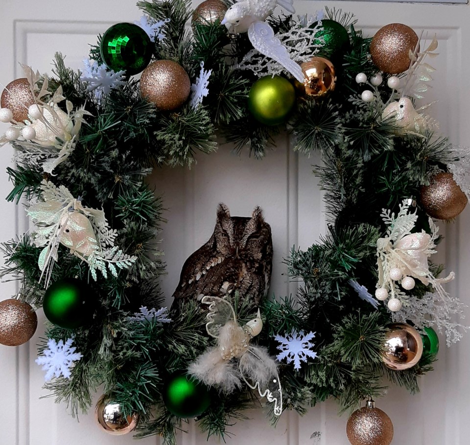 An Eastern Screech Owl naps in the Cardoso family wreath